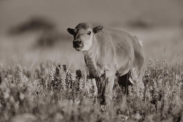 Picture of BISON CALF SEPIA