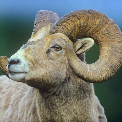 Picture of ROCKY MTN BIGHORN SHEEP