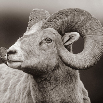 Picture of ROCKY MTN BIGHORN SHEEP SEPIA