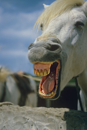 Picture of HORSE LAUGHING