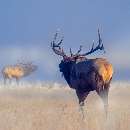 Picture of BULL ELK CHALLENGE