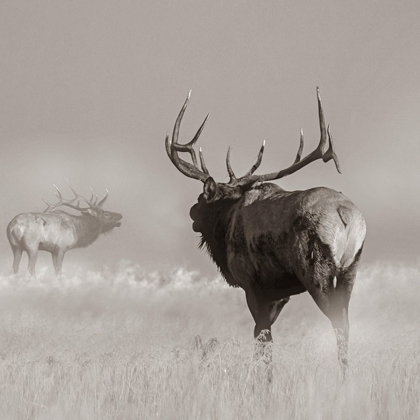 Picture of BULL ELK CHALLENGE SEPIA
