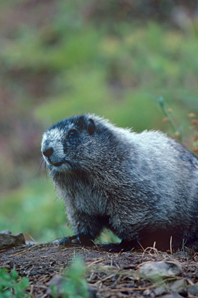 Picture of HOARY MARMOT