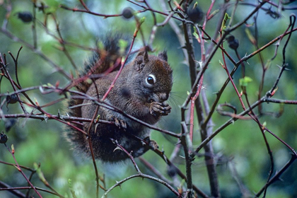 Picture of RED SQUIRREL EATING ROSEHIPS