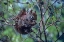 Picture of RED SQUIRREL EATING ROSEHIPS