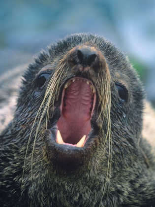 Picture of NORTHERN FUR SEAL
