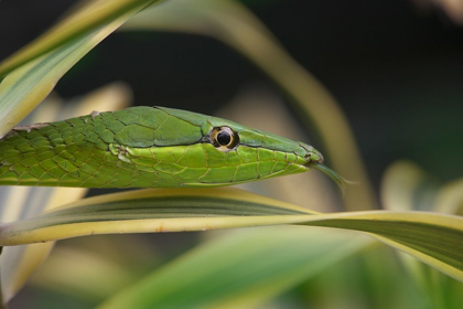 Picture of GREEN VINE SNAKE