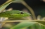 Picture of GREEN VINE SNAKE