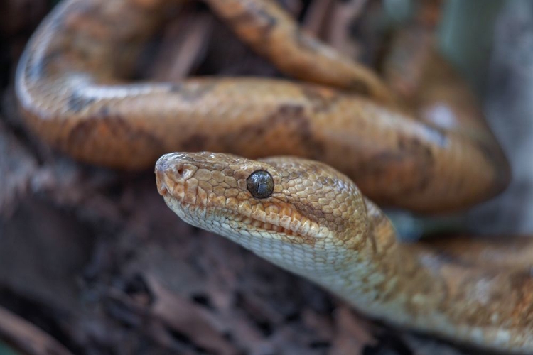 Picture of TREE BOA SNAKE