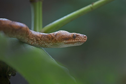 Picture of TREE BOA SNAKE