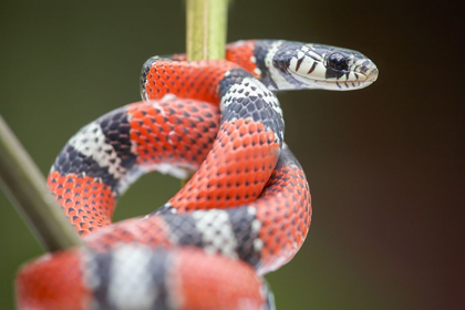 Picture of FALSE CORAL SNAKE