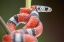 Picture of FALSE CORAL SNAKE