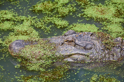 Picture of AMERICAN ALLIGATOR CAMOUFLAGED AMONG DUCKWEED