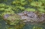 Picture of AMERICAN ALLIGATOR CAMOUFLAGED AMONG DUCKWEED