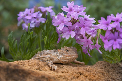 Picture of HORNY TOAD LIZARD AMONG PRAIRIE VERBENA