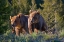 Picture of GRIZZLY BEAR CUBS