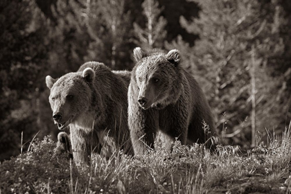 Picture of GRIZZLY BEAR CUBS SEPIA