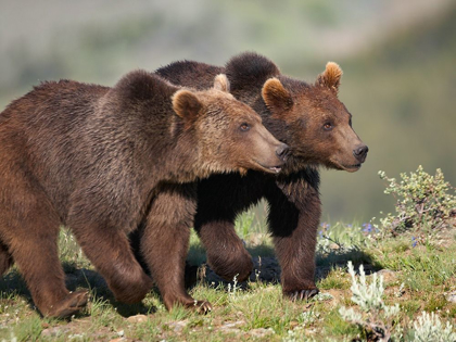 Picture of GRIZZLY BEAR CUBS