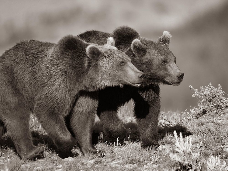 Picture of GRIZZLY BEAR CUBS SEPIA