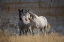 Picture of WILD HORSES BADLANDS NATL PARK SD