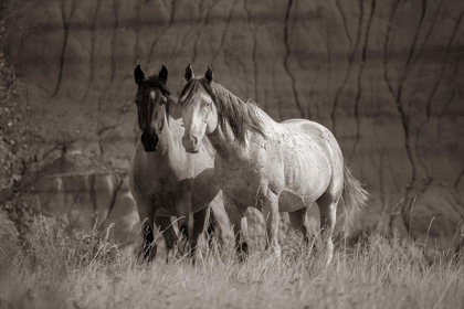 Picture of WILD HORSES BADLANDS NATL PARK SD SEPIA