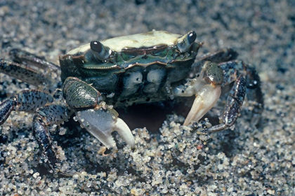 Picture of SAND CRAB