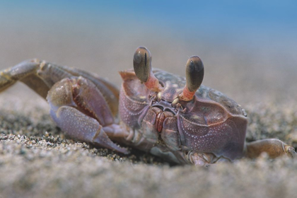 Picture of CRAB