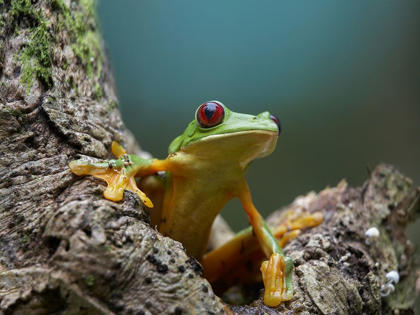 Picture of GLIDING LEAF FROG