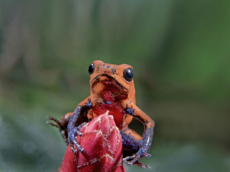 Picture of BLUE JEANS POISON DART FROG