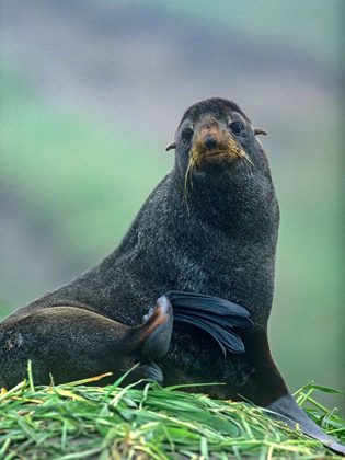 Picture of NORTHERN FUR SEAL