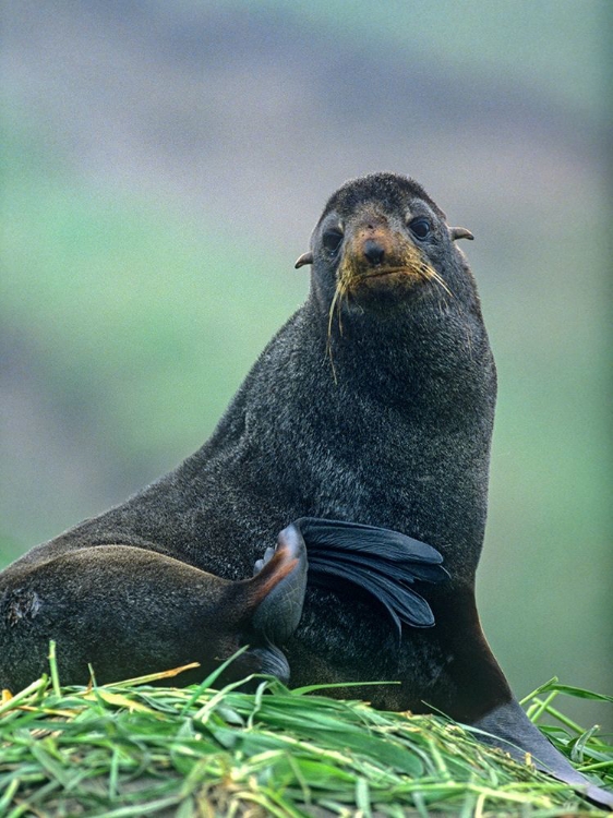 Picture of NORTHERN FUR SEAL