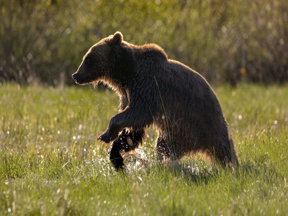 Picture of GRIZZLY BEAR