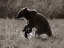 Picture of GRIZZLY BEAR SEPIA