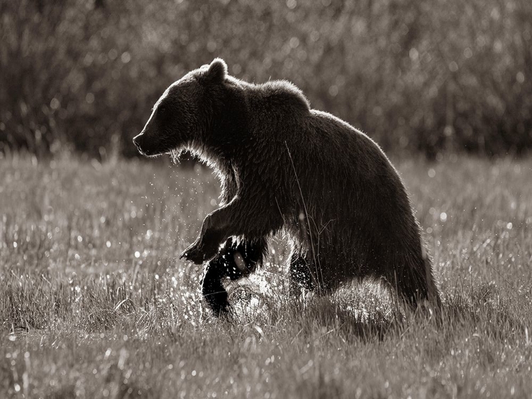 Picture of GRIZZLY BEAR SEPIA