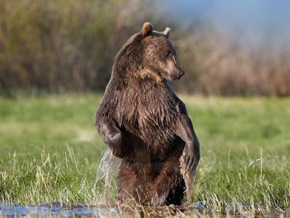 Picture of GRIZZLY BEAR