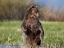 Picture of GRIZZLY BEAR