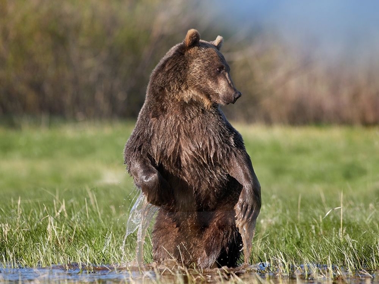 Picture of GRIZZLY BEAR