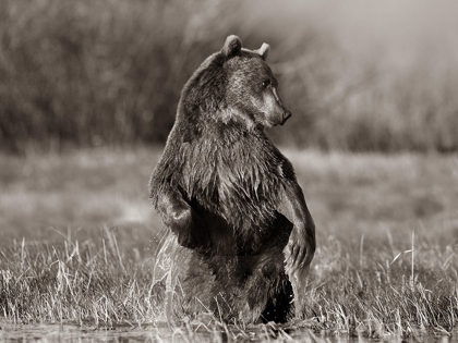 Picture of GRIZZLY BEAR SEPIA