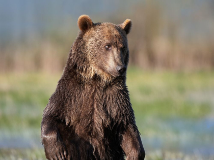 Picture of GRIZZLY BEAR