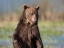 Picture of GRIZZLY BEAR