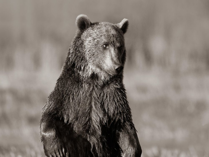 Picture of GRIZZLY BEAR SEPIA