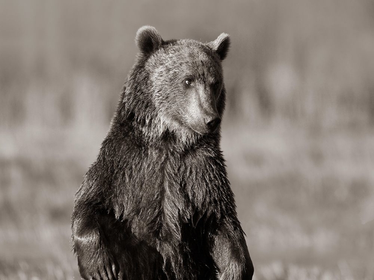 Picture of GRIZZLY BEAR SEPIA