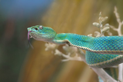 Picture of SIDE-STRIPED PALM PIT VIPER SNAKE