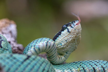 Picture of GREEN PIT VIPER SNAKE