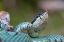 Picture of GREEN PIT VIPER SNAKE