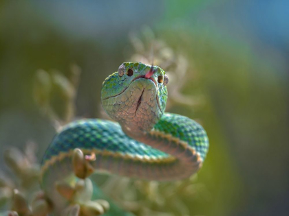 Picture of SIDE-STRIPED PALM PIT VIPER SNAKE