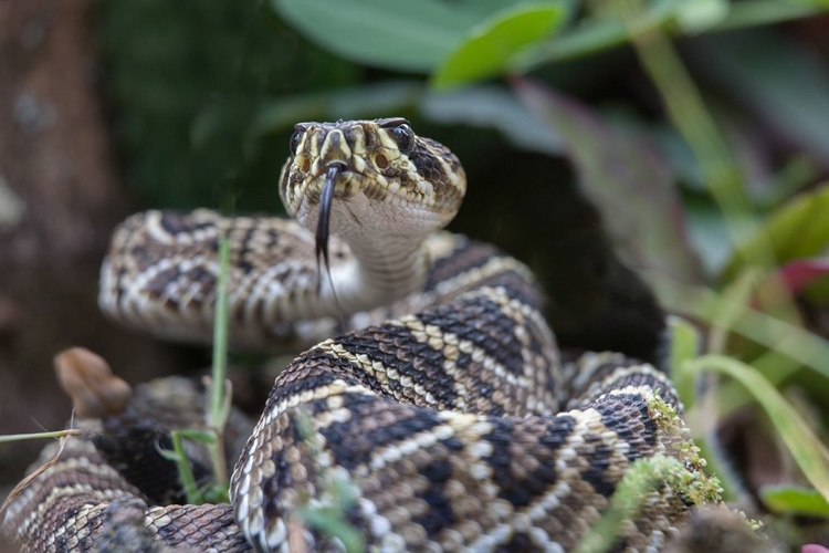 Picture of EASTERN DIAMONDBACK RATTLESNAKE BABY