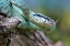 Picture of GREEN PIT VIPER SNAKE