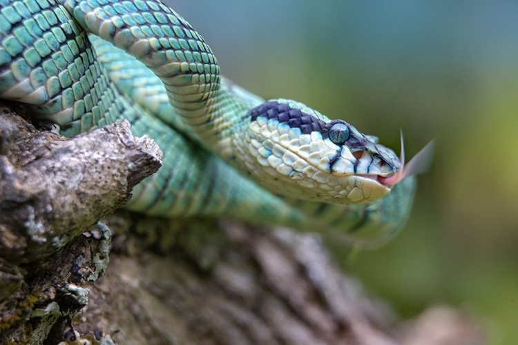 Picture of GREEN PIT VIPER SNAKE