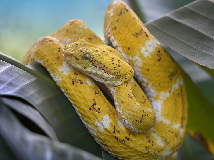 Picture of YELLOW EYELASH PIT VIPER SNAKE